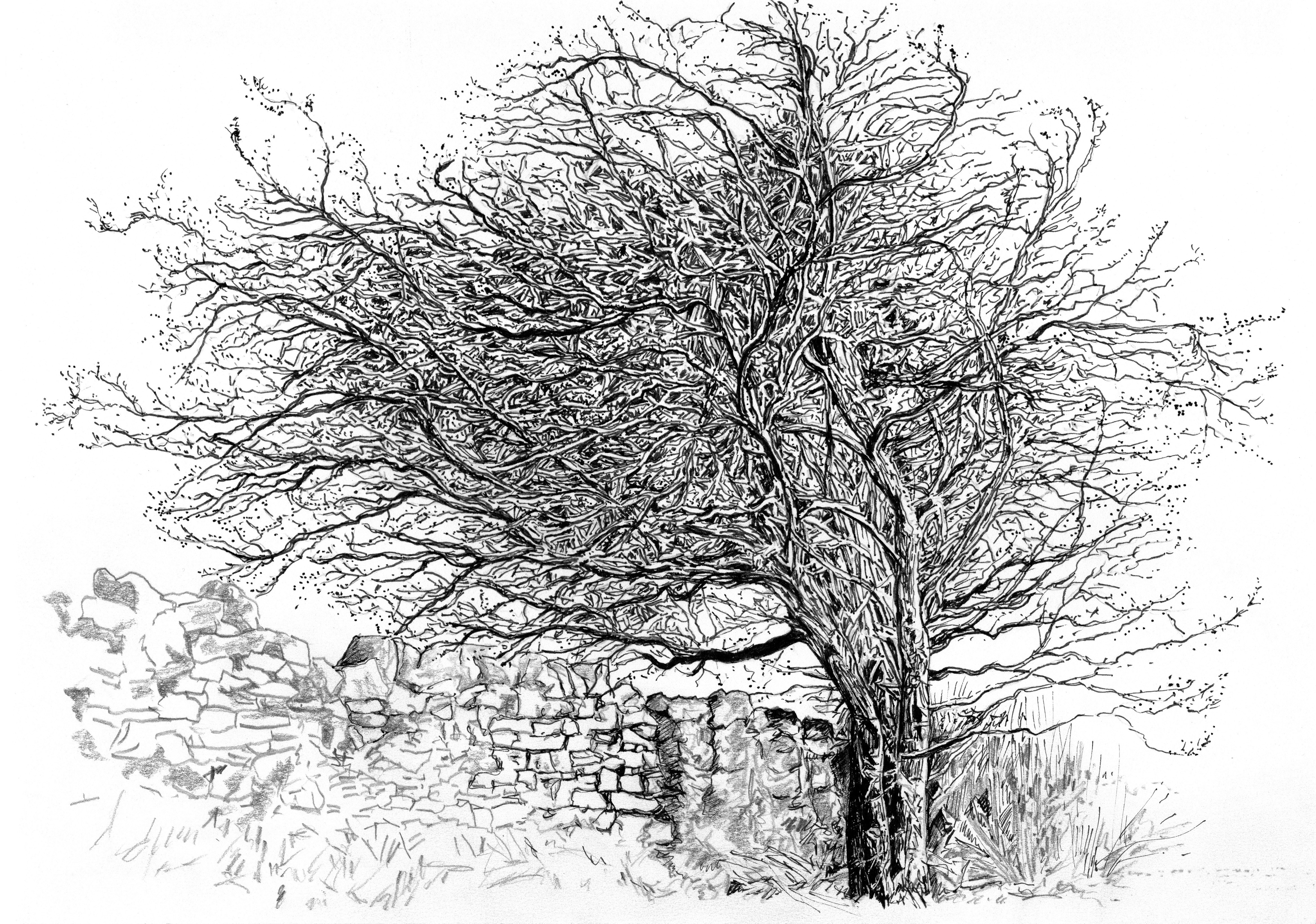 Sarah Parkin Trees Mininglow Hawthorn